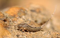 Meinertellidae