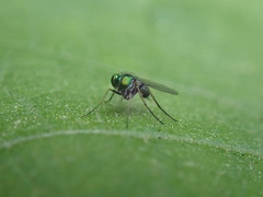 Condylostylus caudatus