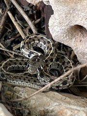 Thamnophis marcianus