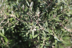 Quercus ilex