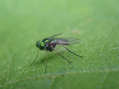 Condylostylus caudatus