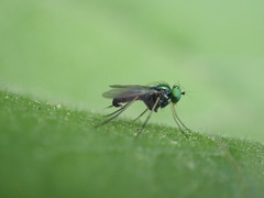 Condylostylus caudatus