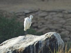 Egretta garzetta