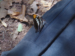 Adelpha eulalia