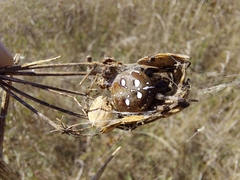 Araneus quadratus