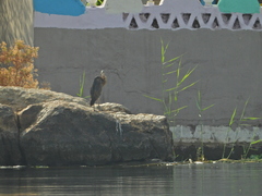 Ardea purpurea