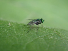 Condylostylus caudatus