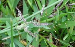 Sporobolus cryptandrus