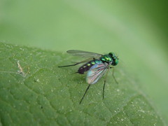 Condylostylus caudatus