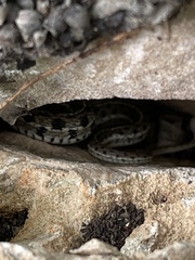 Thamnophis marcianus