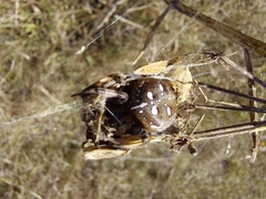 Araneus quadratus