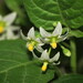 Eastern Black Nightshade - Photo (c) beetleinahaystack, some rights reserved (CC BY-NC), uploaded by beetleinahaystack