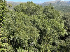 Ptaeroxylon obliquum