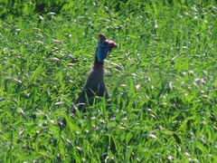 Numida meleagris coronatus