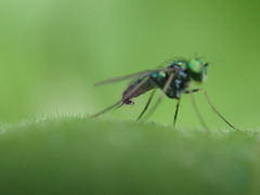 Condylostylus caudatus