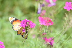 Danaus chrysippus