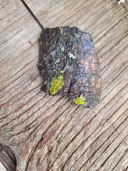 Candelariella efflorescens