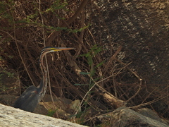 Ardea purpurea