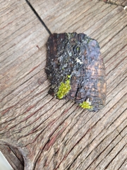 Candelariella efflorescens