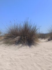 Ammophila arenaria