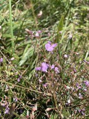 Desmodium ciliare