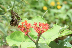 Graphium agamemnon