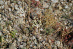 Pimpinella tragium