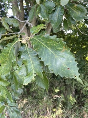 Quercus muehlenbergii