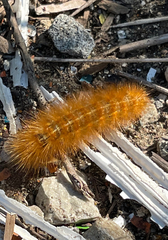 Erebidae