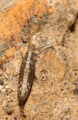 Meinertellidae