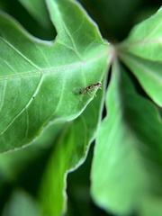 Formicidae