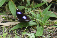 Hypolimnas bolina