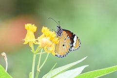 Danaus chrysippus
