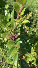 Vaccinium ovatum