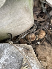 Thamnophis marcianus