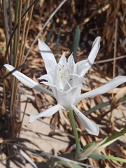 Pancratium maritimum