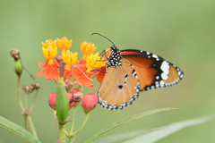 Danaus chrysippus