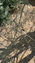 Parkinsonia aculeata