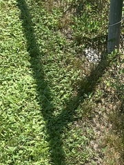 Callisia repens