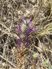 Eryngium leavenworthii