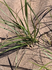 Ammophila breviligulata