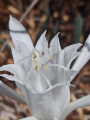 Pancratium maritimum