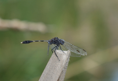 Orthetrum sabina