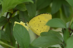 Eurema hecabe