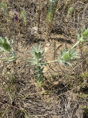 Eryngium leavenworthii
