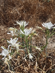 Pancratium maritimum