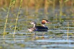 Podiceps cristatus