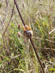 Larinioides cornutus