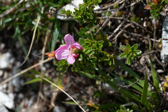 Rhodothamnus chamaecistus
