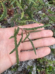 Comptonia peregrina